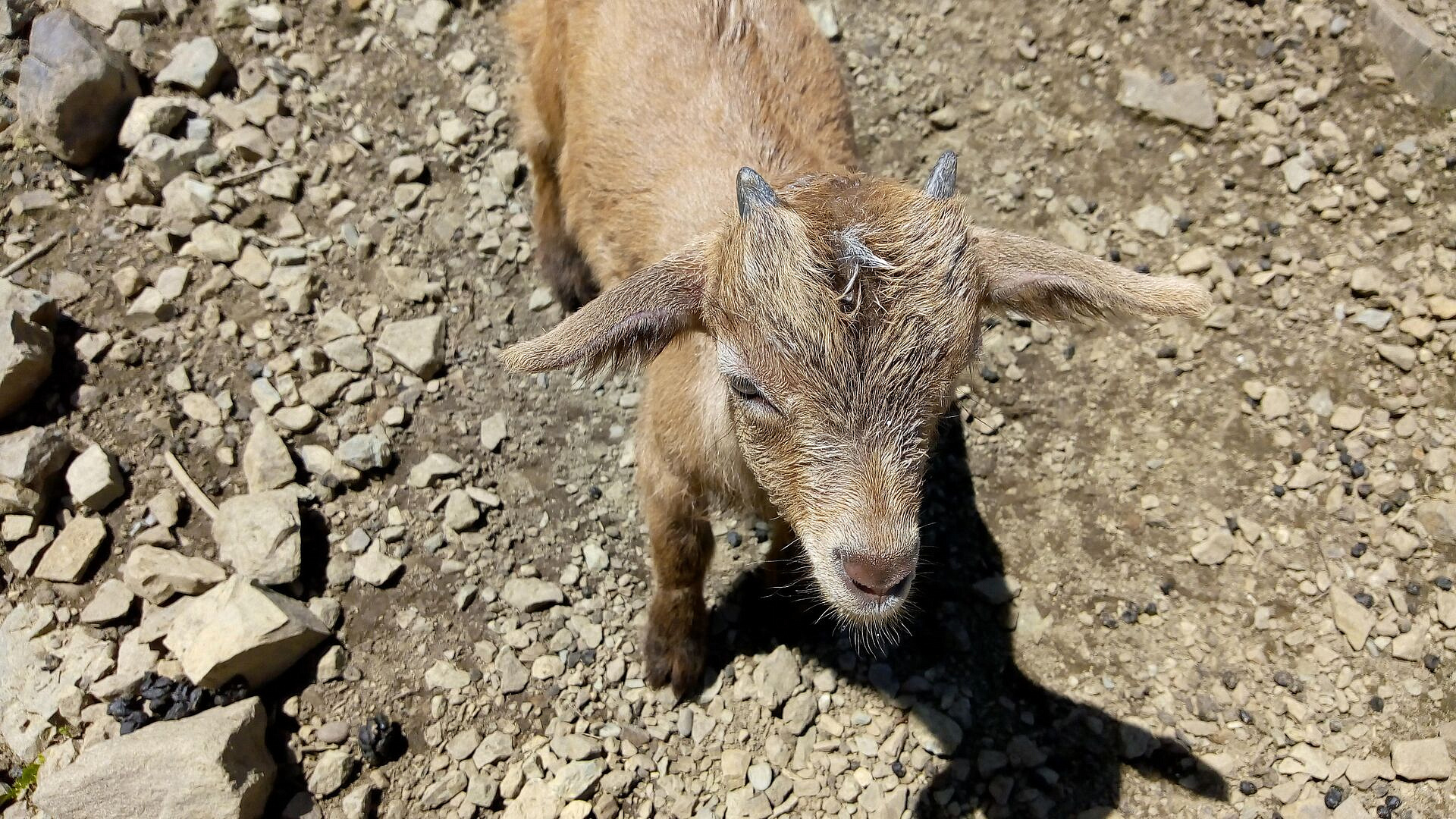 Жительница Антальи выходила отвергнутого матерью козленка