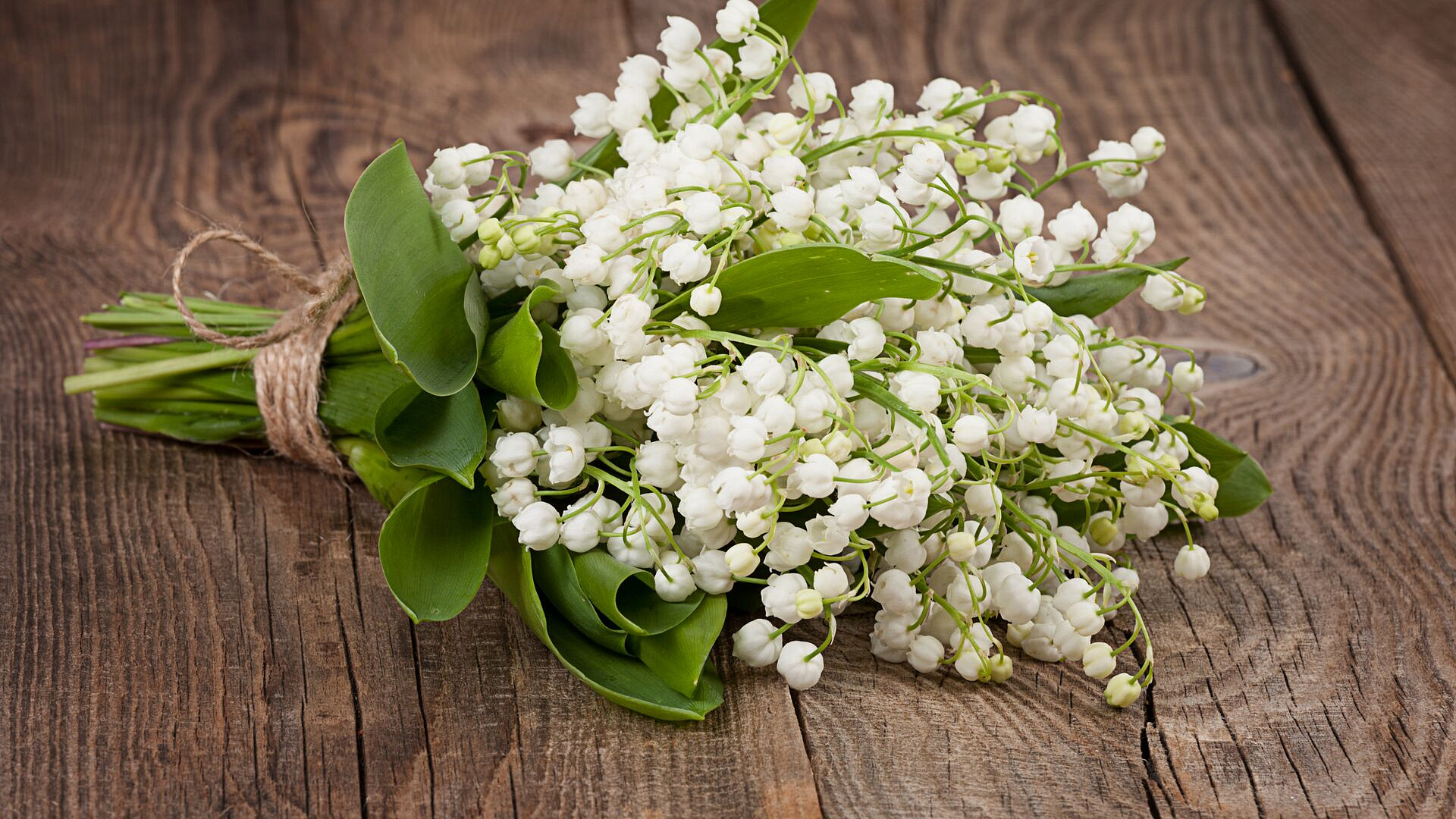 Биолог предупредил о смертельной опасности ландышей