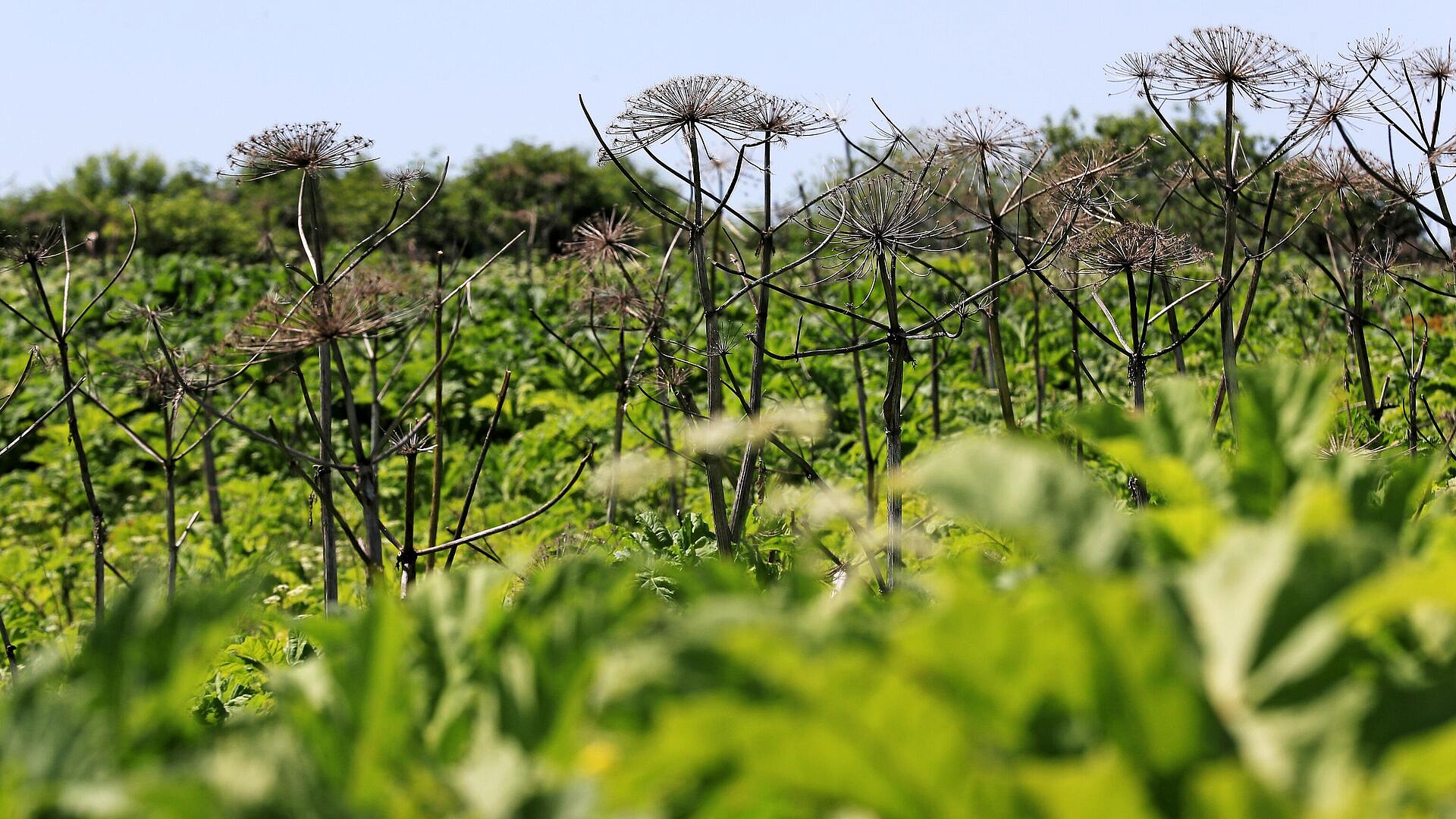 В Нижегородской области борщевик хотят причислить к "растениям-иноагентам"