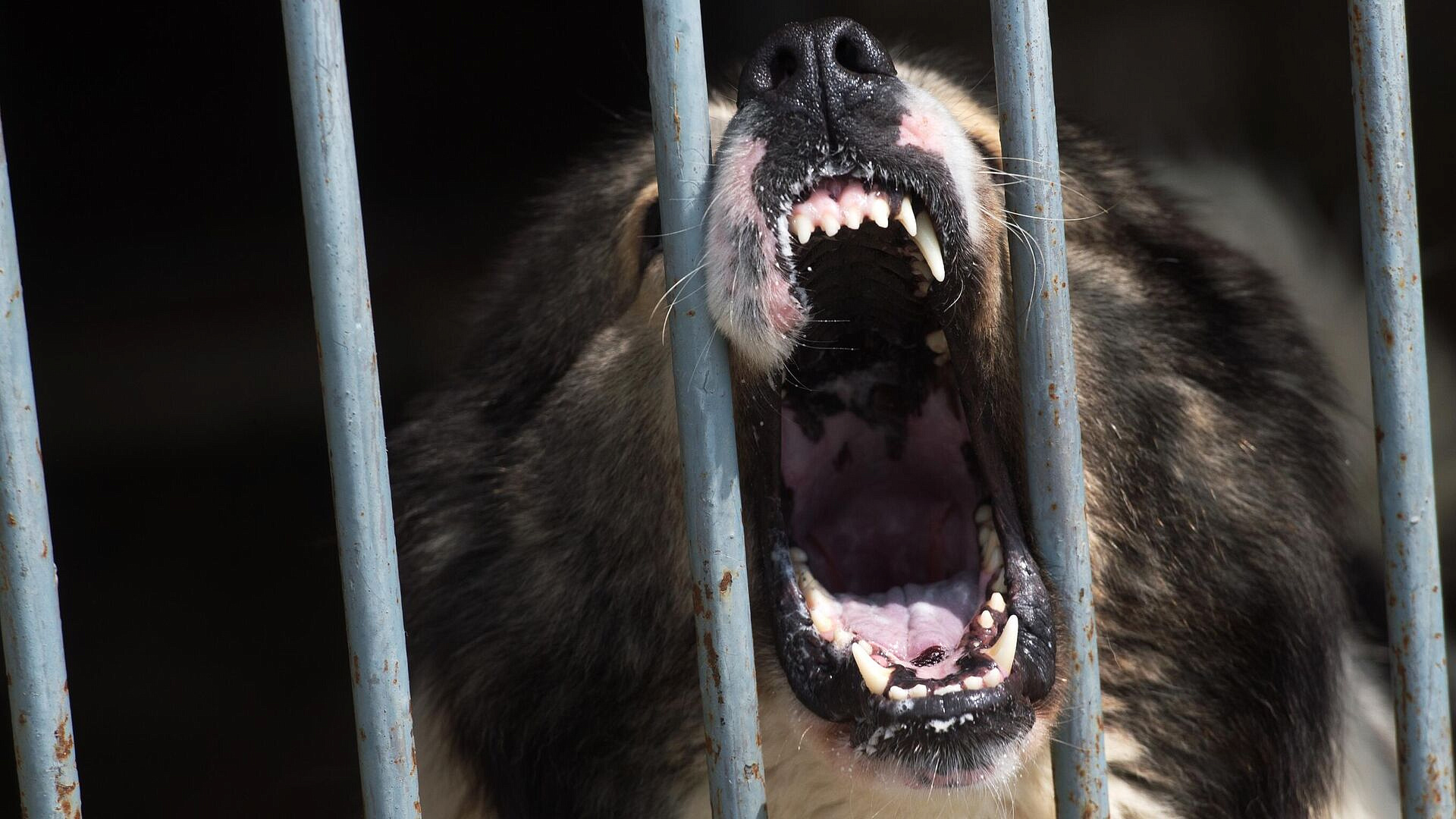 В Приморье несколько животных погибли на передержке у подростка