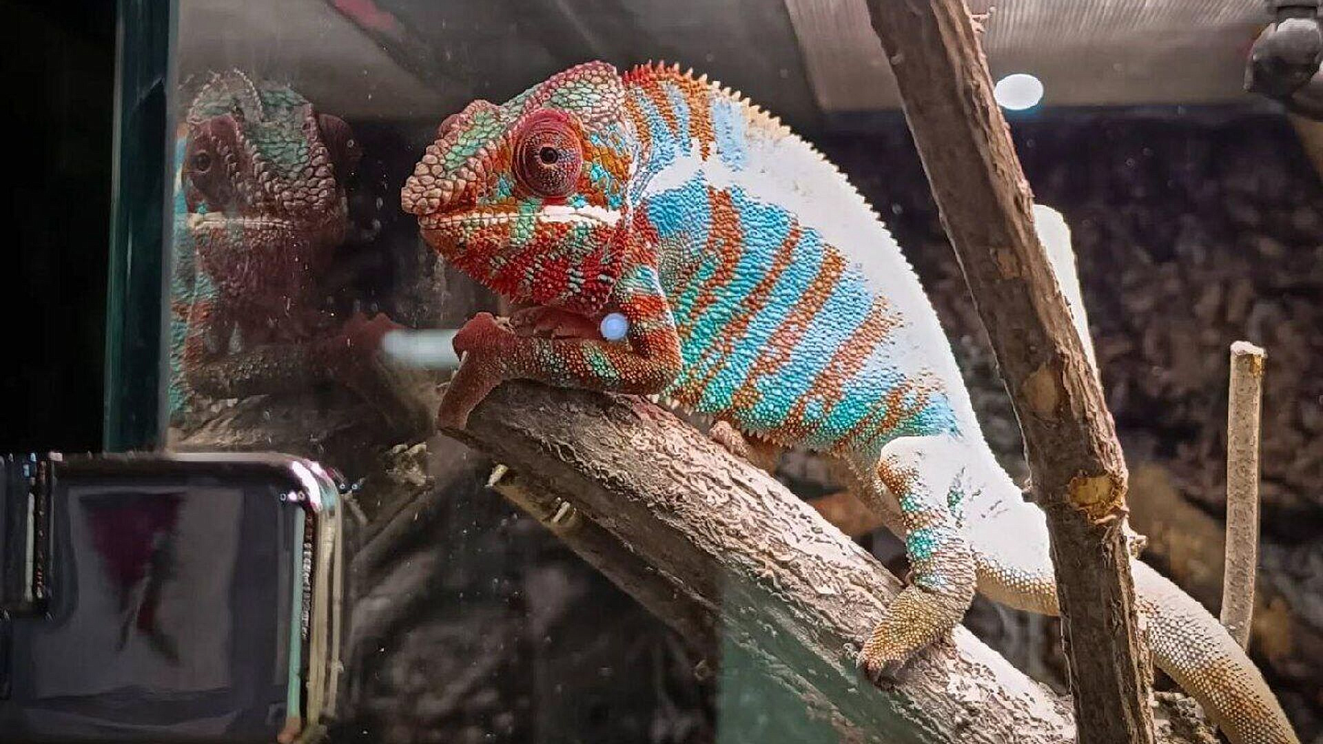 � "����������� �������" ��������� ���������� ��������