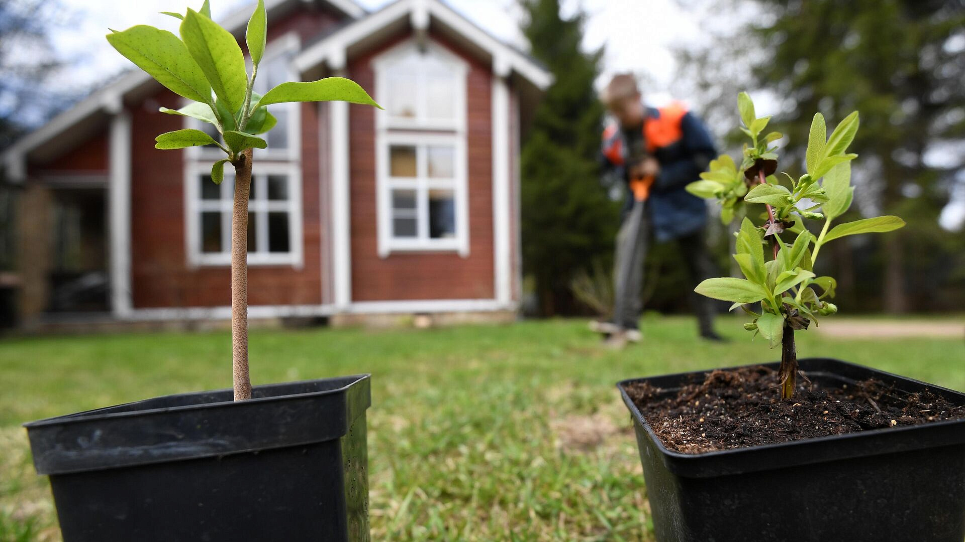 Дачников предупредили о штрафе за нескошенную траву на участке