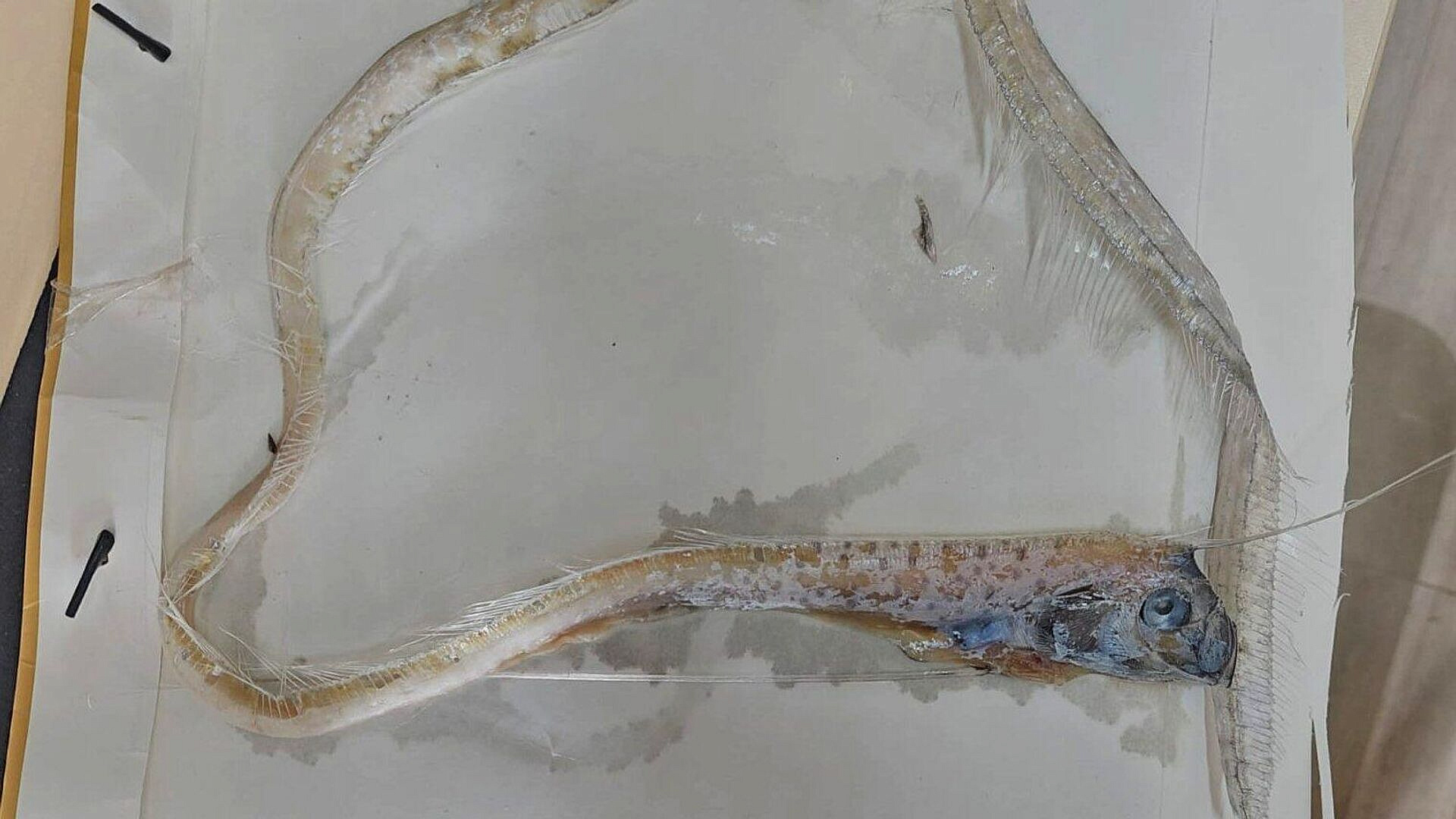 В Адриатике заметили сразу четырех предвестников катастроф