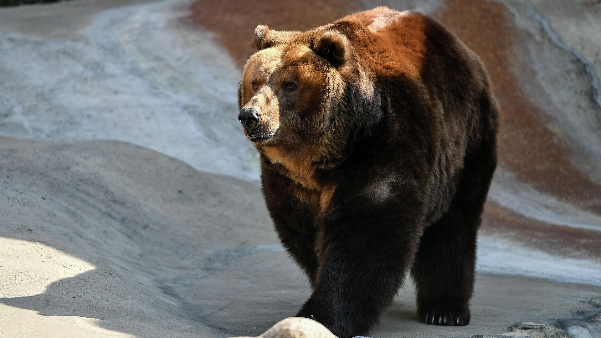 В Московском зоопарке медведи вышли из спячки