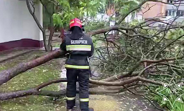 В Белоруссии женщина погибла при падении дерева