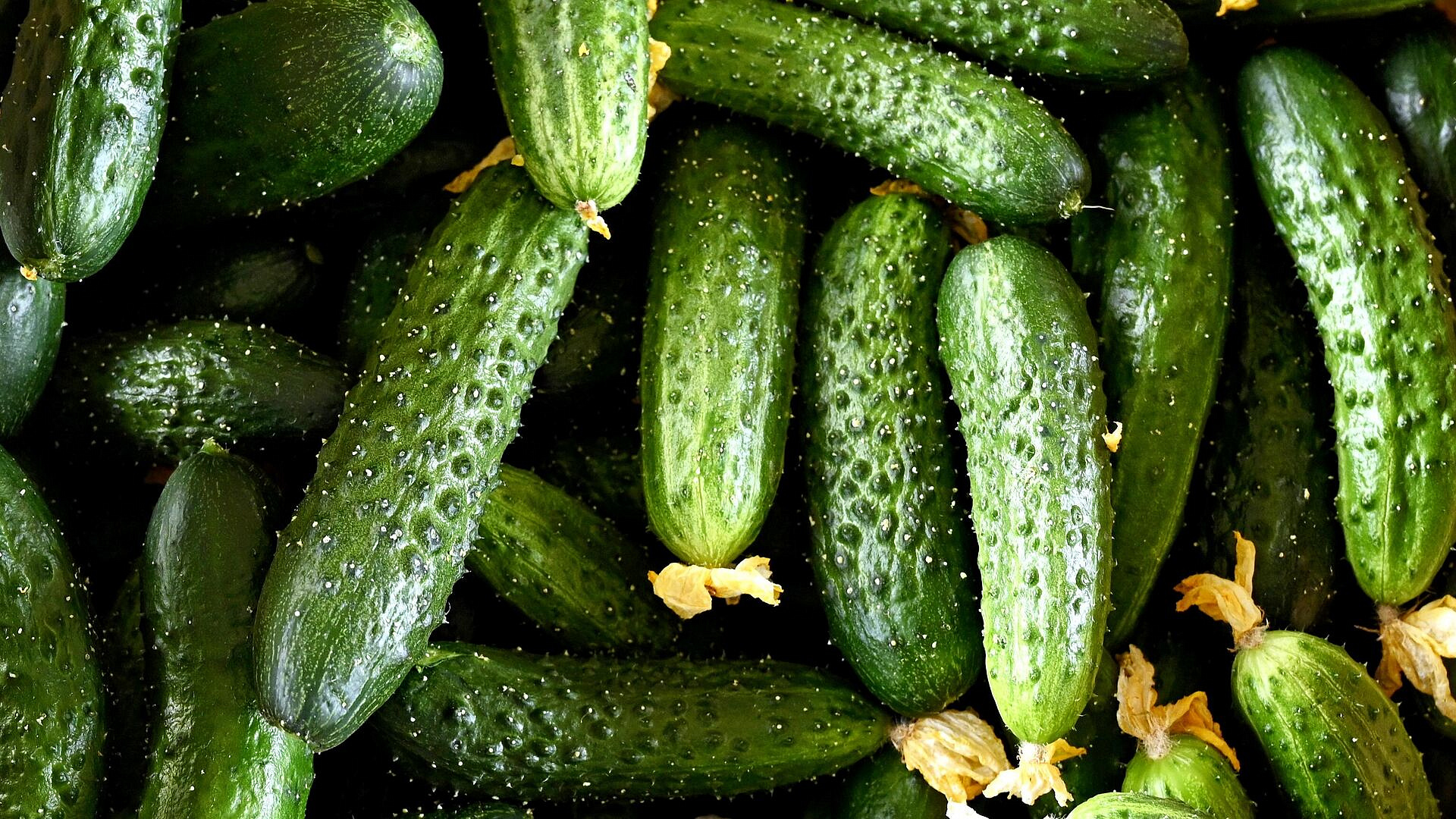 Россиянам рассказали, где можно найти самые дешевые огурцы