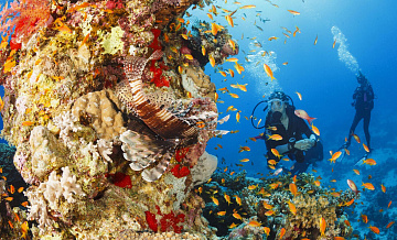 Ученые сняли на видео редкую медузу у берегов Аргентины