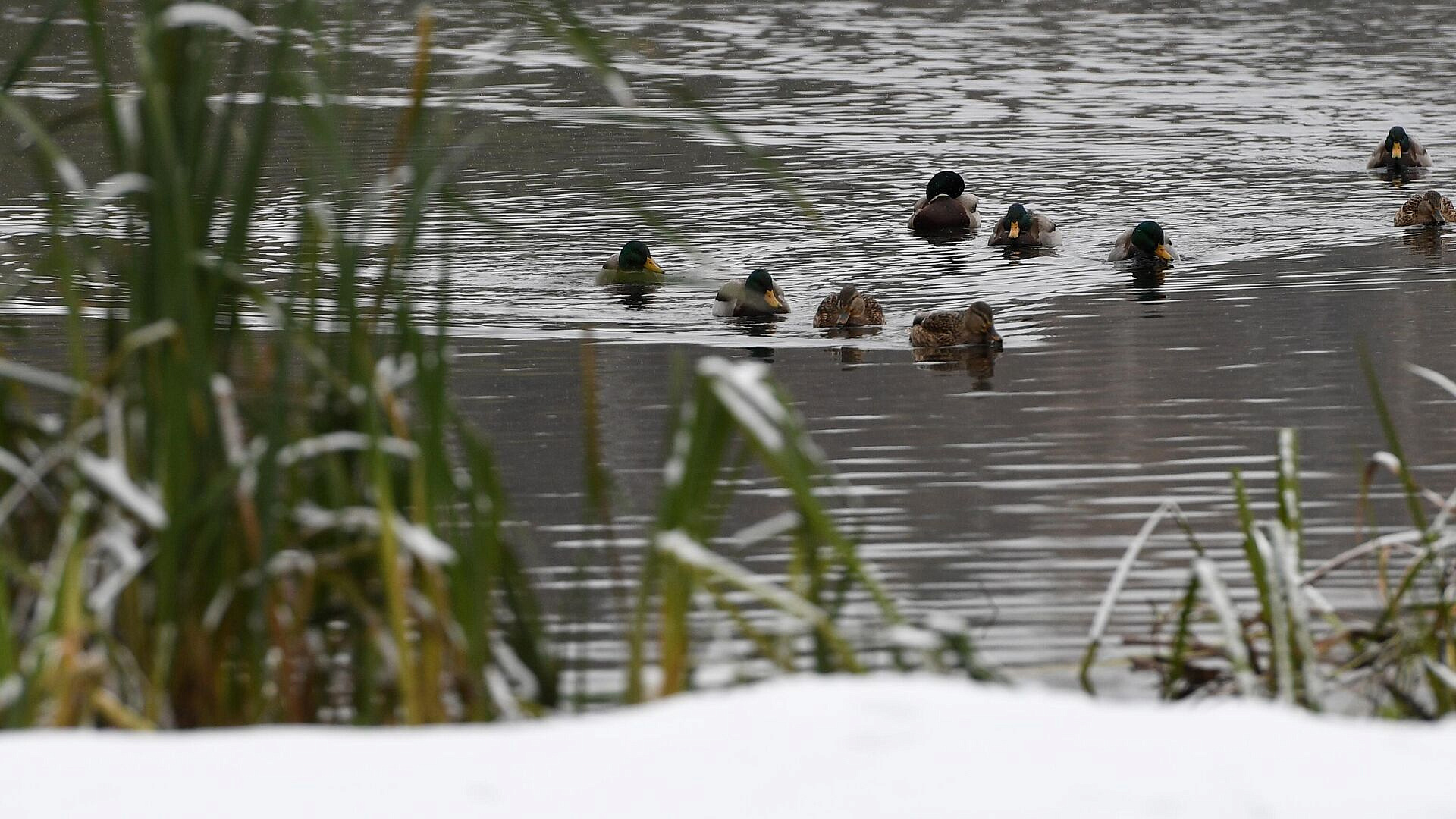 На востоке Москвы спасатели вызволили примерзшую ко льду утку