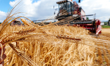 Правительство РФ выделит 10 миллиардов рублей в поддержку зернопроизводителям