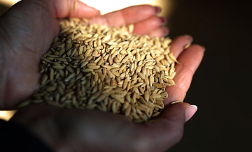 Экспорт риса из Китая в Россию достиг максимума с декабря прошлого года