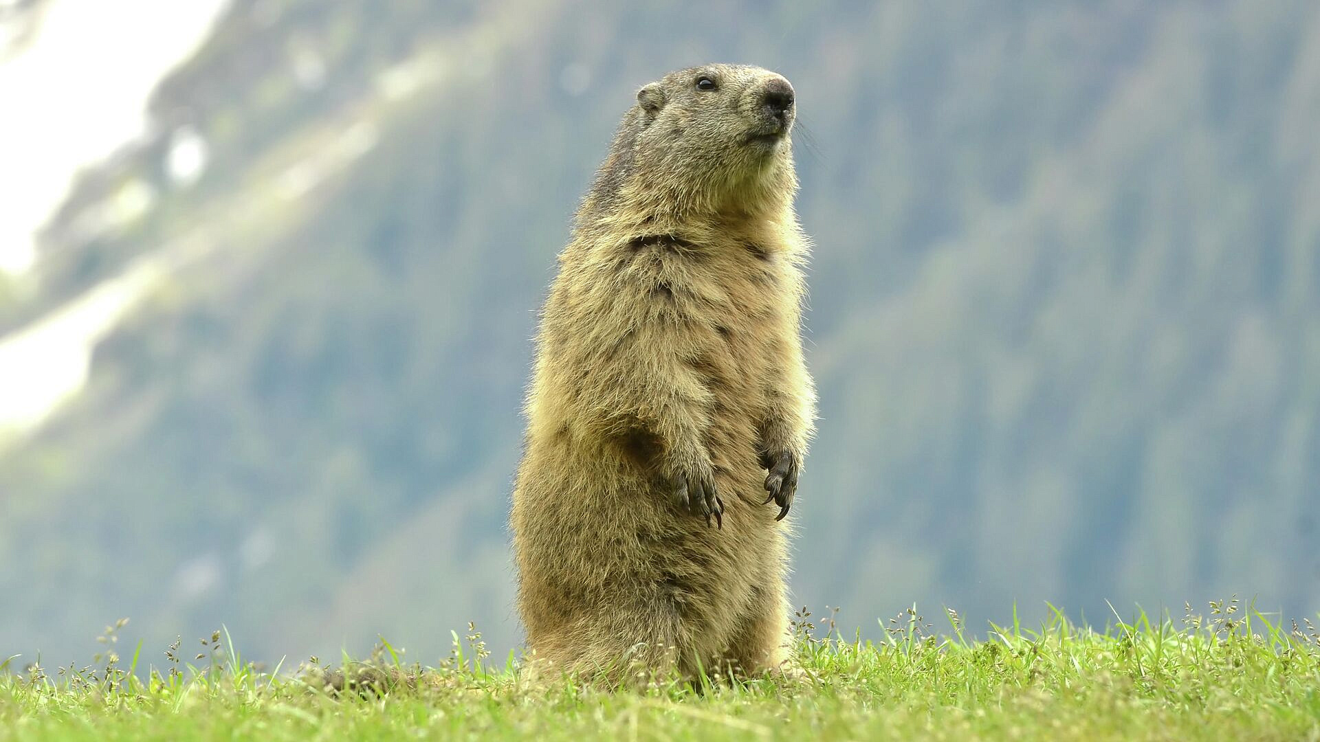 Сурки Сережа и Наташа в Туле предсказали, когда придет весна
