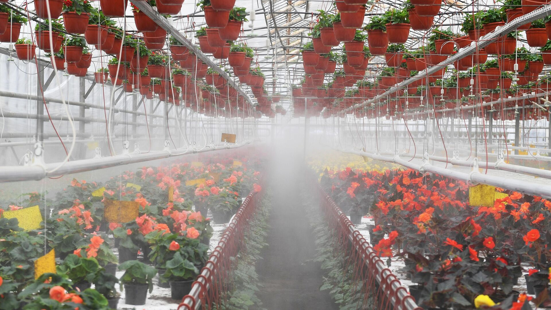 Более 67 миллионов цветов вырастили в Московской области за год