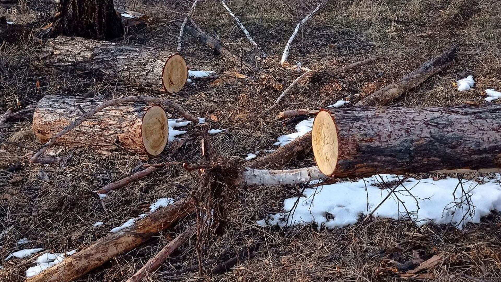 В Приморье возбудили дело из-за контрабанды леса на 77 миллионов рублей