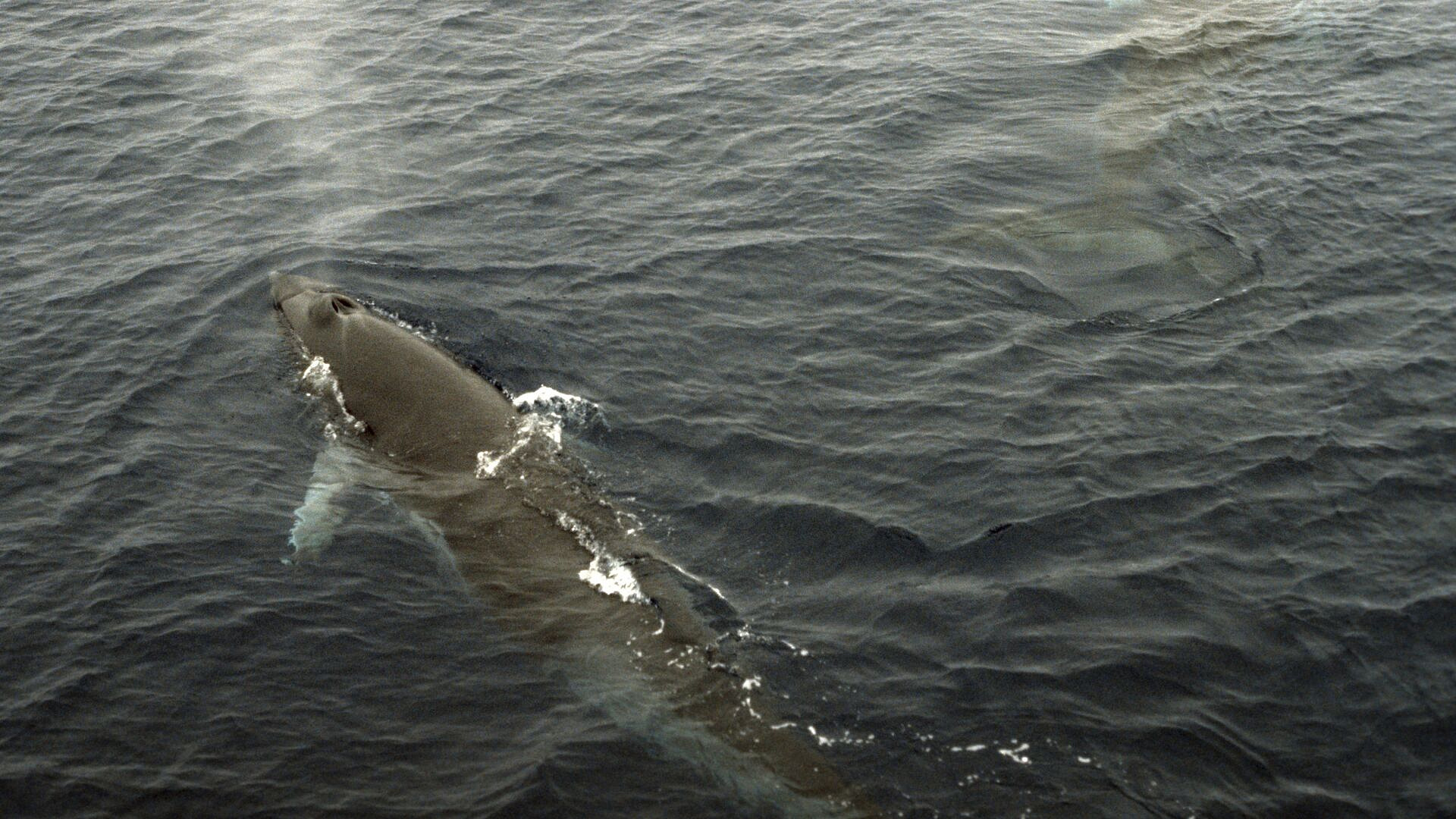 Кит Минке попал на видео в Дальневосточном морском заповеднике в Приморье