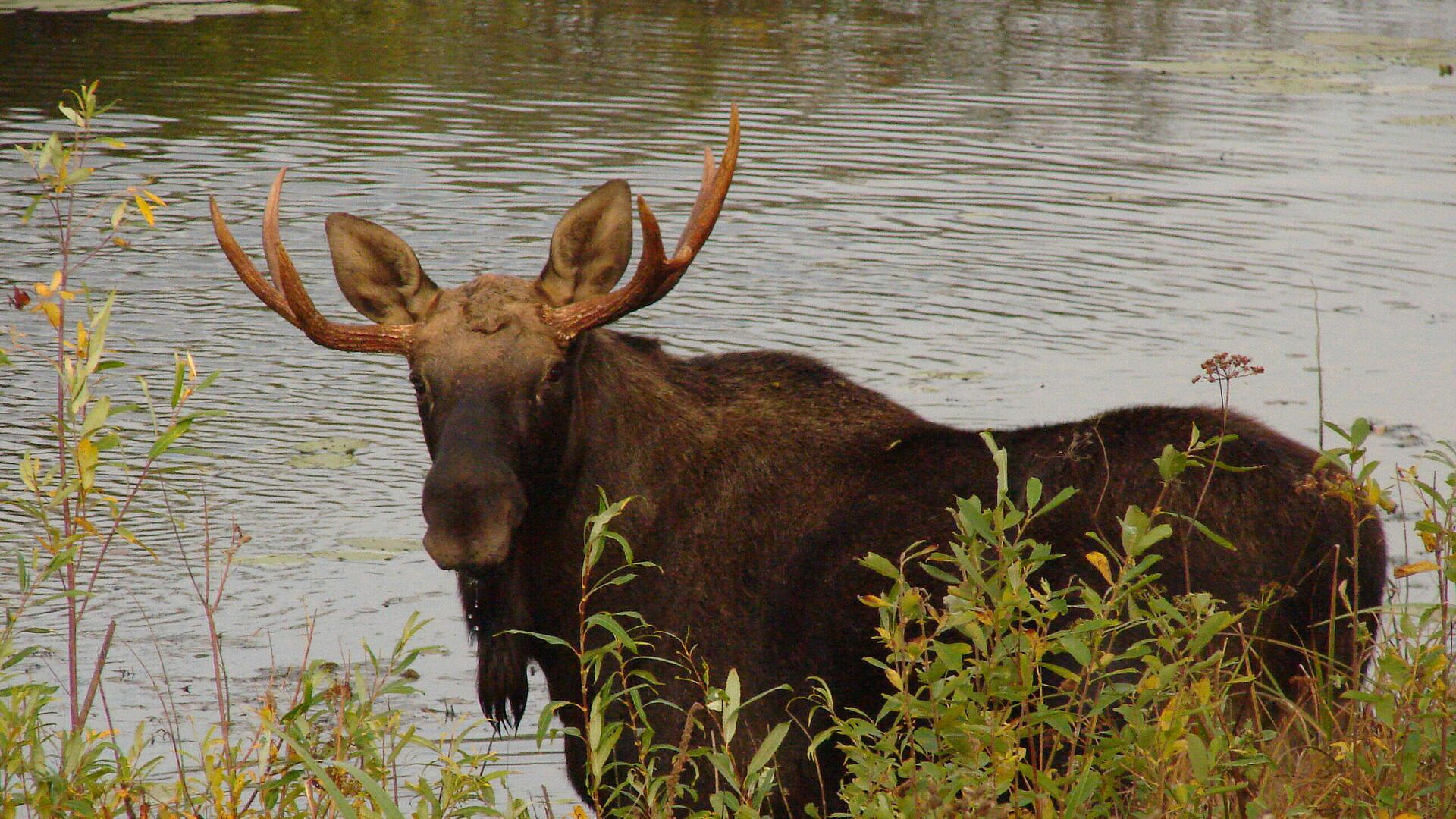 Умер раненый лось, найденный у дома отдыха в Подмосковье