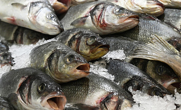 Названа самая подешевевшая рыба в России по итогам 2025 года