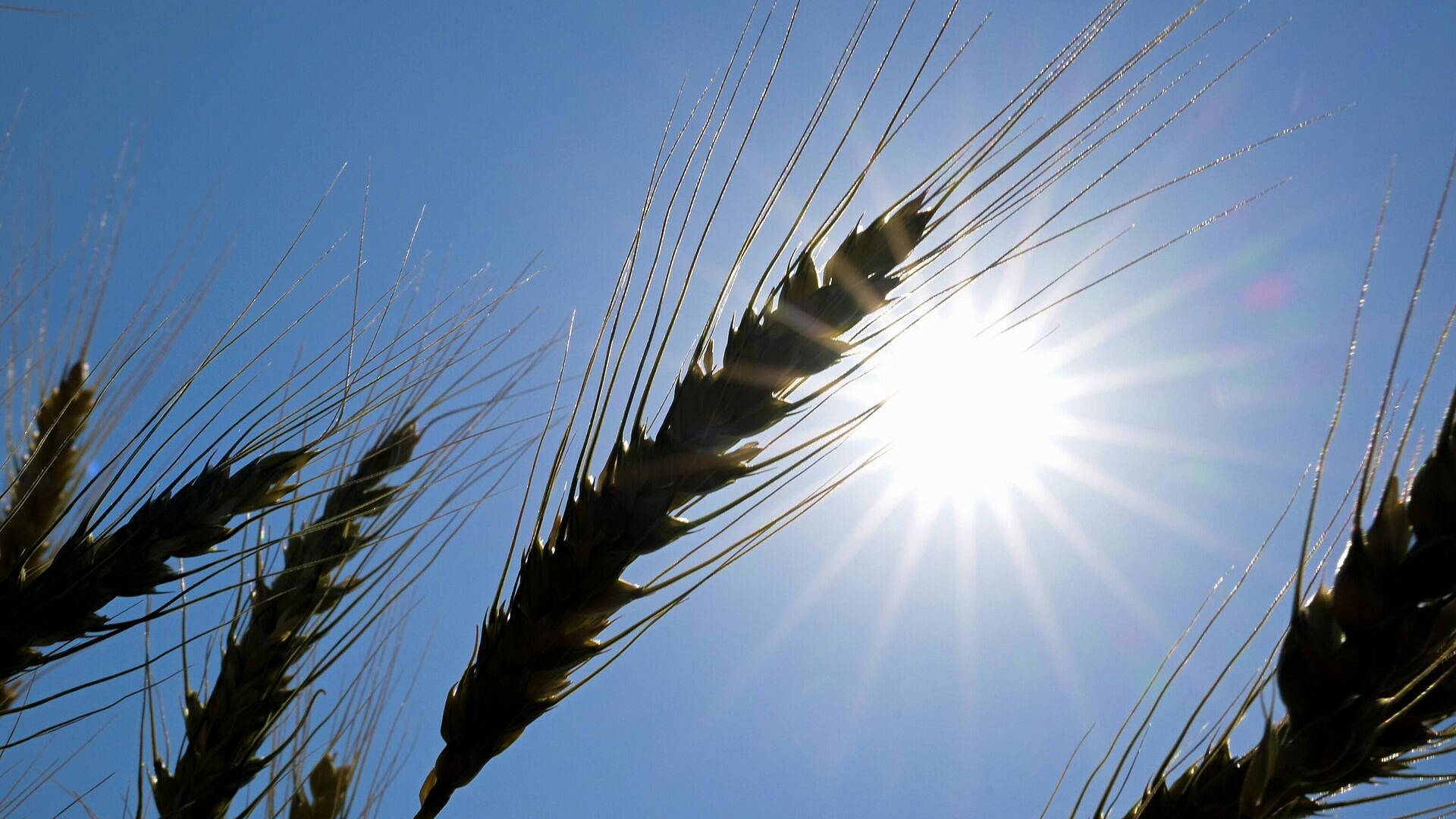 Посол назвал Россию самым надежным поставщиком зерна на Ближний Восток