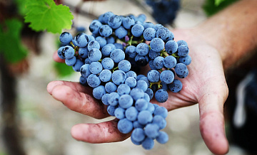 Россия стала третьей в мире по росту производства вина