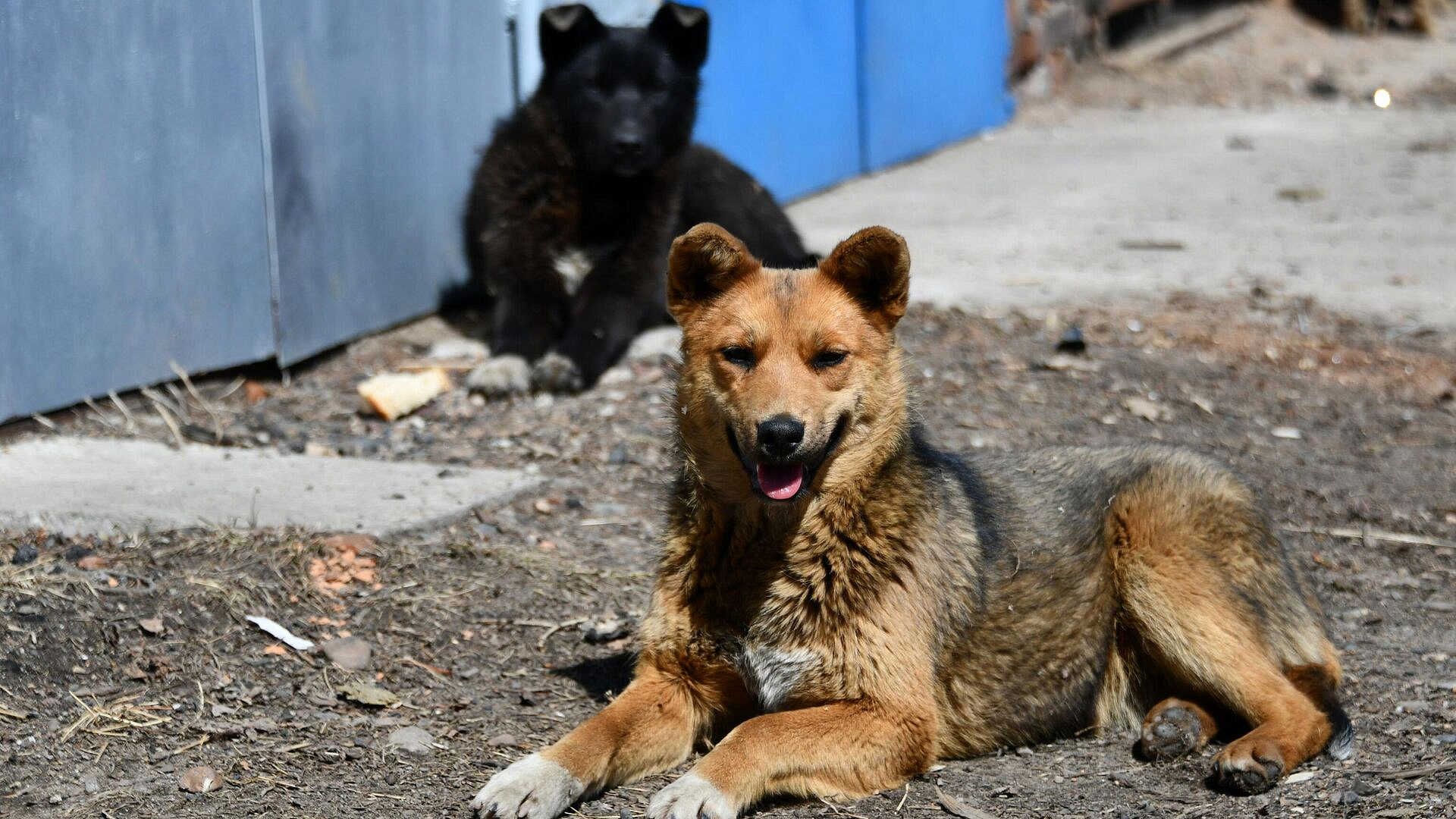 Кинолог призвал не смотреть в глаза бездомным собакам