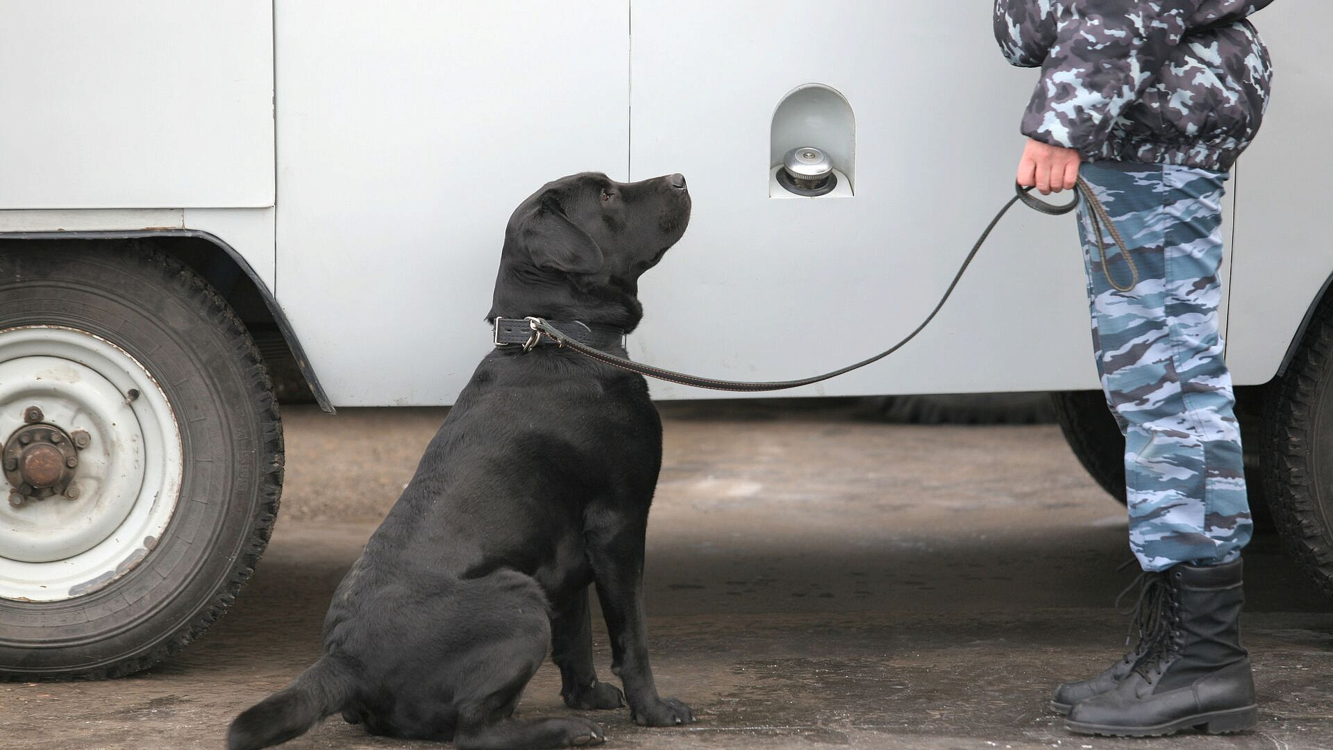 Детей, пропавших в Подмосковье, ищут с помощью собак