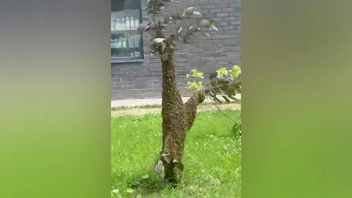 В столичном департаменте объяснили, почему пчелы захватили дерево в Москве