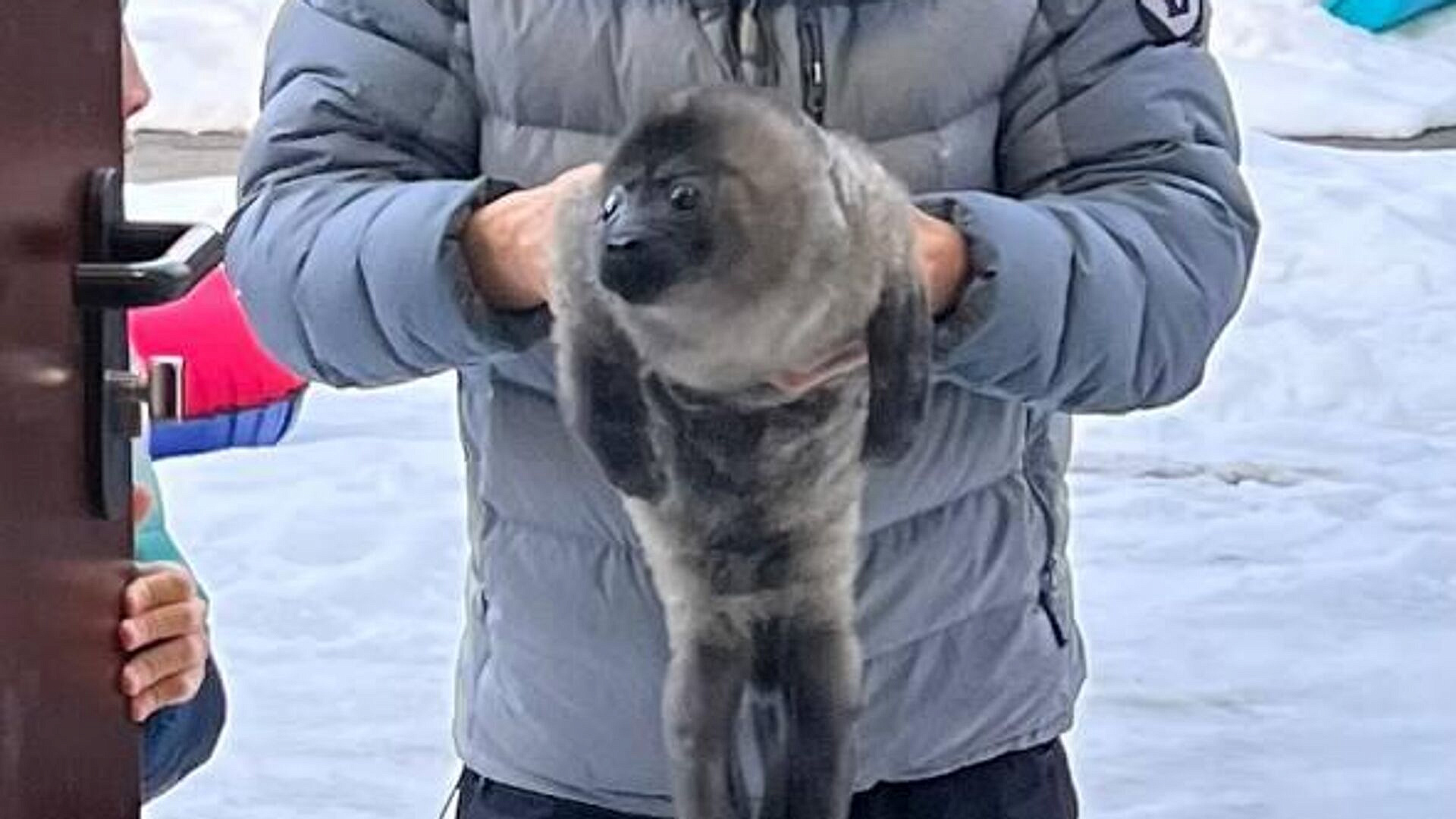 На Ладожском озере спасли детеныша нерпы