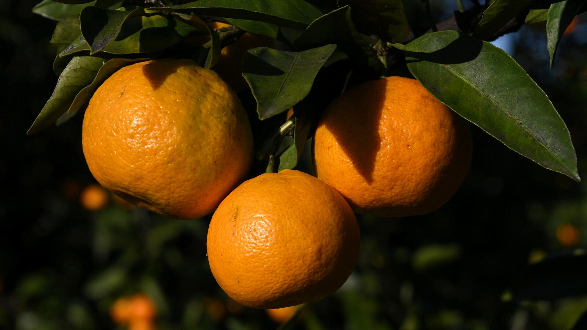 В Роспотребнадзоре рассказали о пользе мандаринов