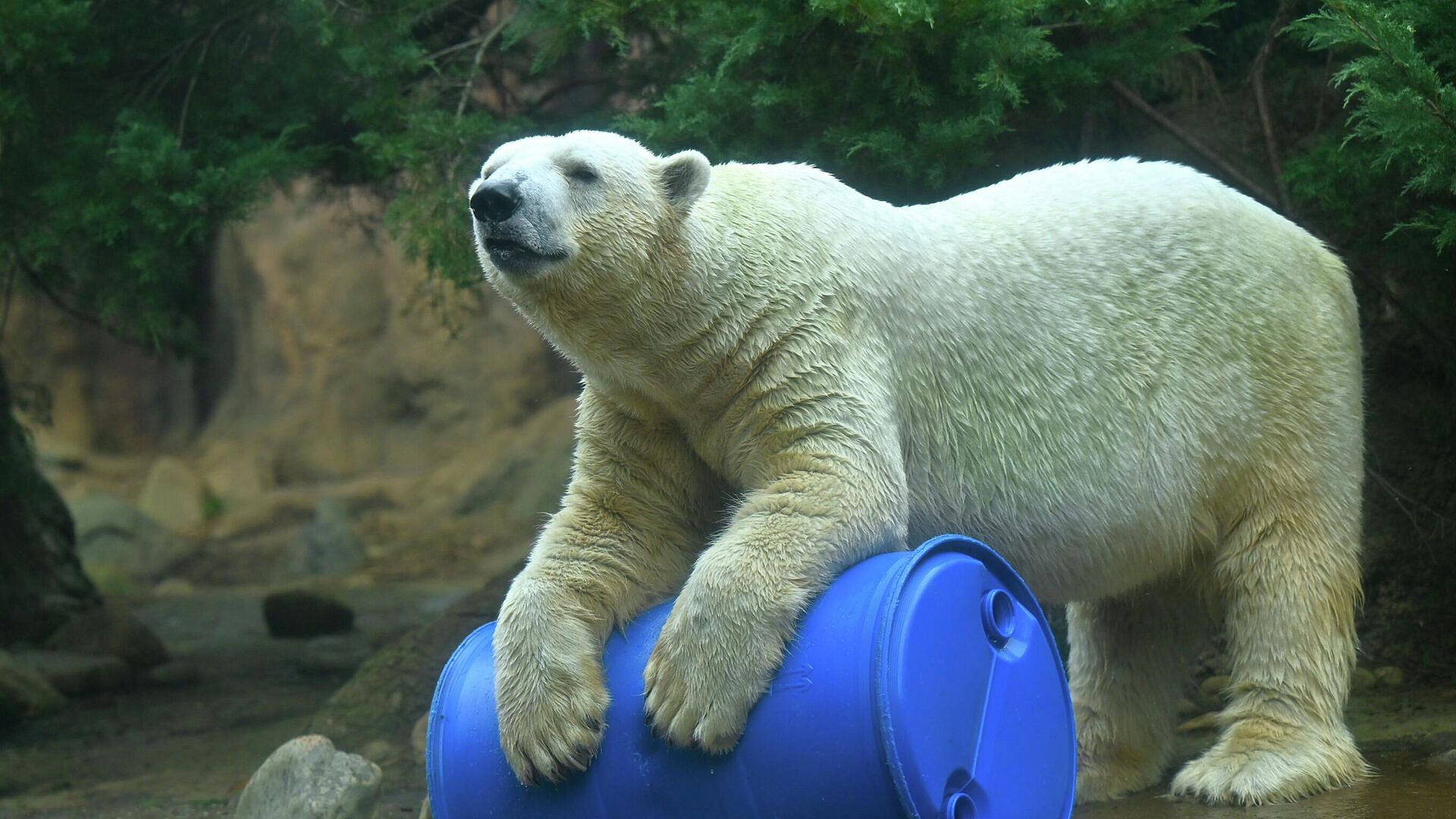 Белый медведь, родившийся в России, умер в зоопарке в Японии