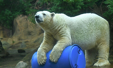 Белый медведь, родившийся в России, умер в зоопарке в Японии
