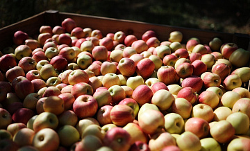 Россия за год почти вдвое нарастила импорт яблок