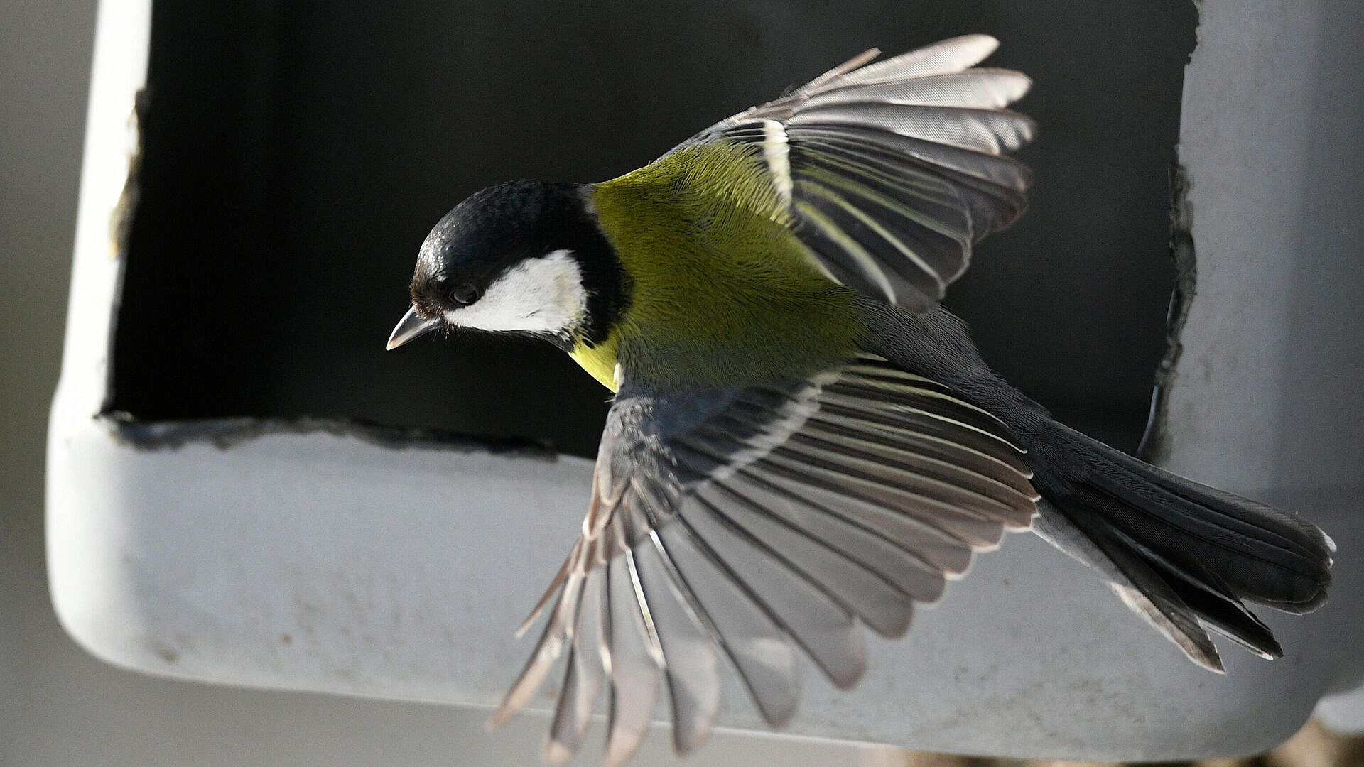 В Московском зоопарке рассказали, чем подкармливать птиц в снегопад