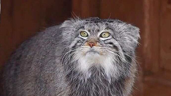 Финский зоопарк не выделит невесту манулу Тимофею