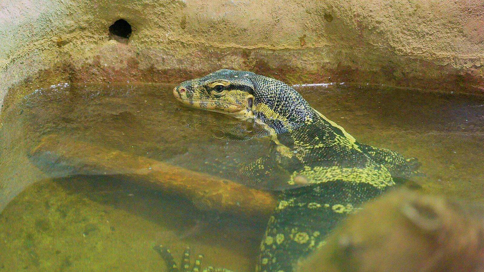 В Московском зоопарке поселились полосатый варан и пантеровый хамелеон