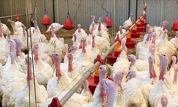 Экономист назвал способ избежать подорожания мяса индейки