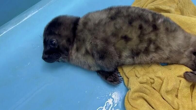 В Петербург доставили нерпу, которая ползла за людьми под дождем