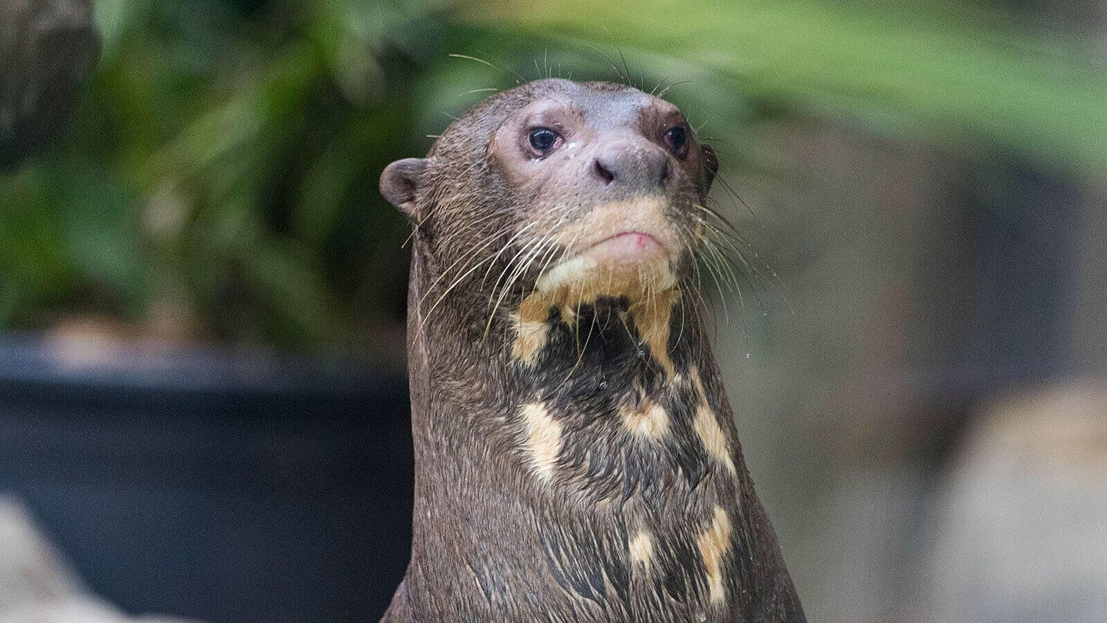 � ���������� �������� ������� ������ ���������� ����