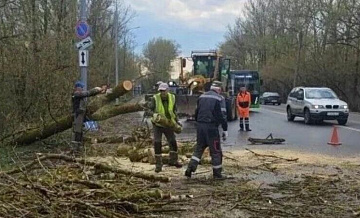 В Кирове шквалистый ветер повалил деревья на улицах
