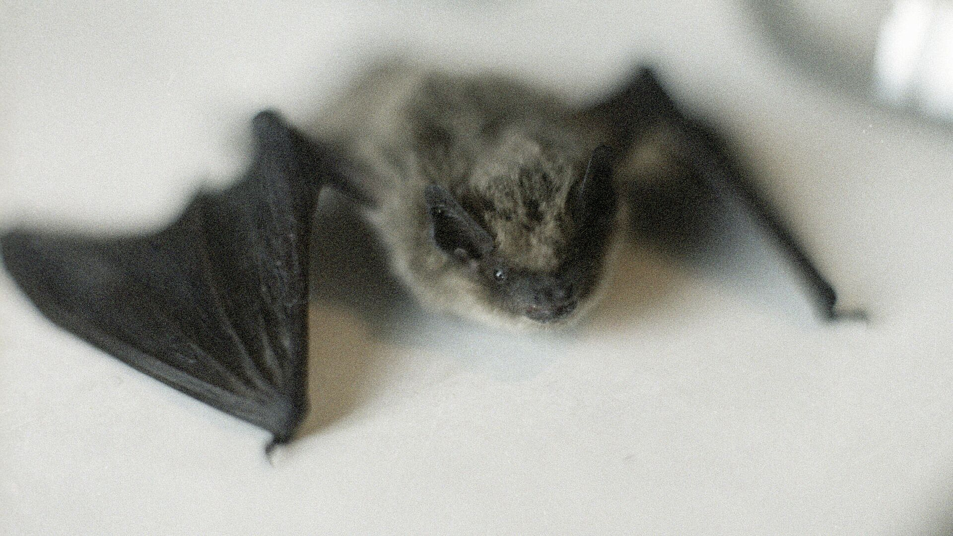 Биолог рассказал, почему летучие мыши залетают в квартиру