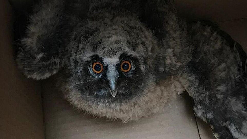В Москве вылупился первый в этом году птенец ушастых сов