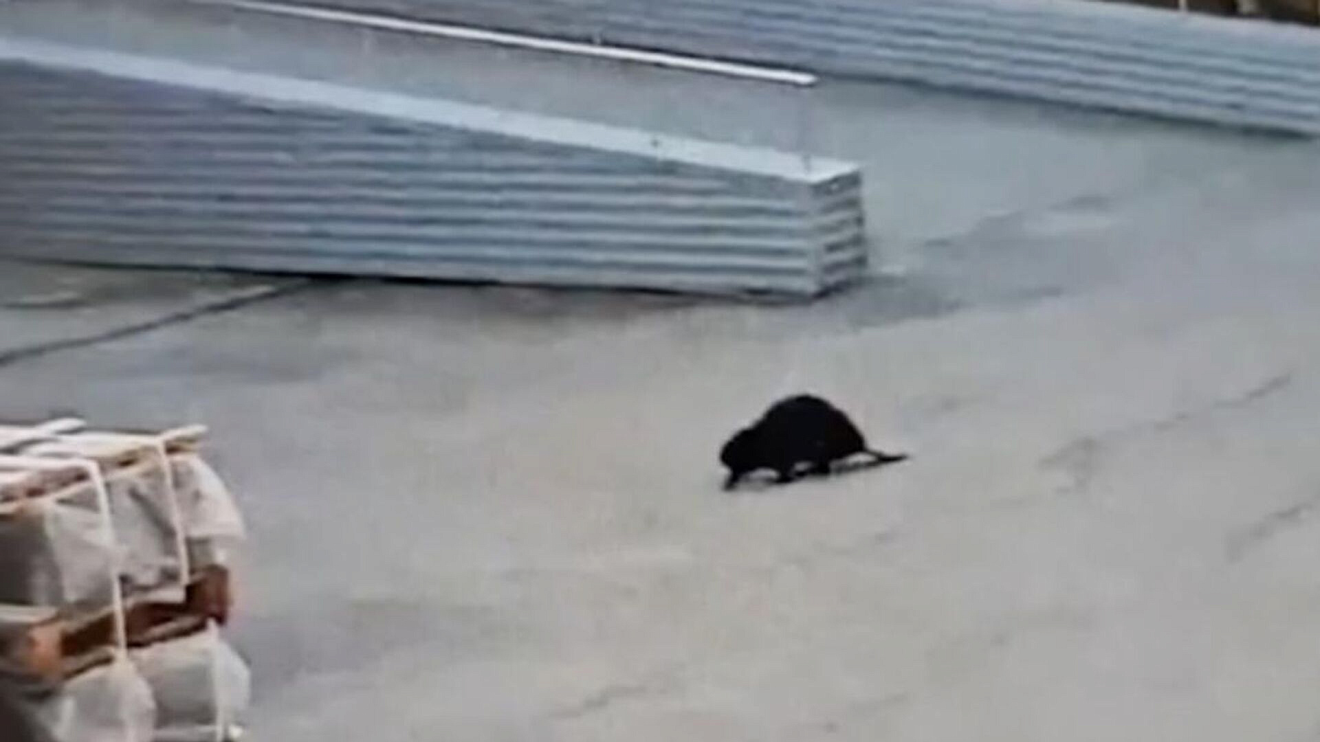 Бобер пробрался на завод в Челябинске и живет в канаве с водой