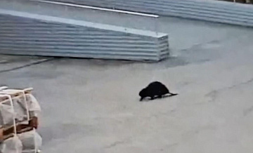 Бобер пробрался на завод в Челябинске и живет в канаве с водой