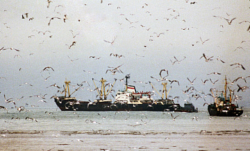 Российские рыбаки ставят новый рекорд по вылову сардины иваси