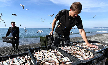 ВАРПЭ оценило перспективы возобновления промысла сайры в России