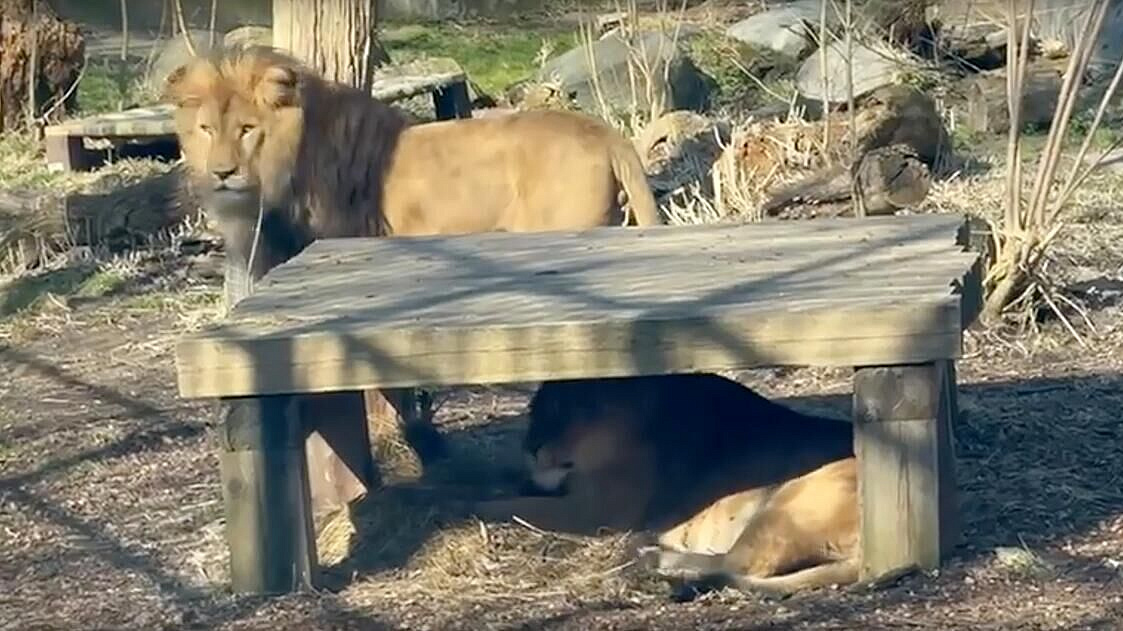 � ������������ ���������� ������� ����� ������� � ���