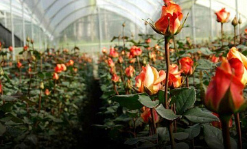 Россия может увеличить пошлину на цветы из недружественных стран