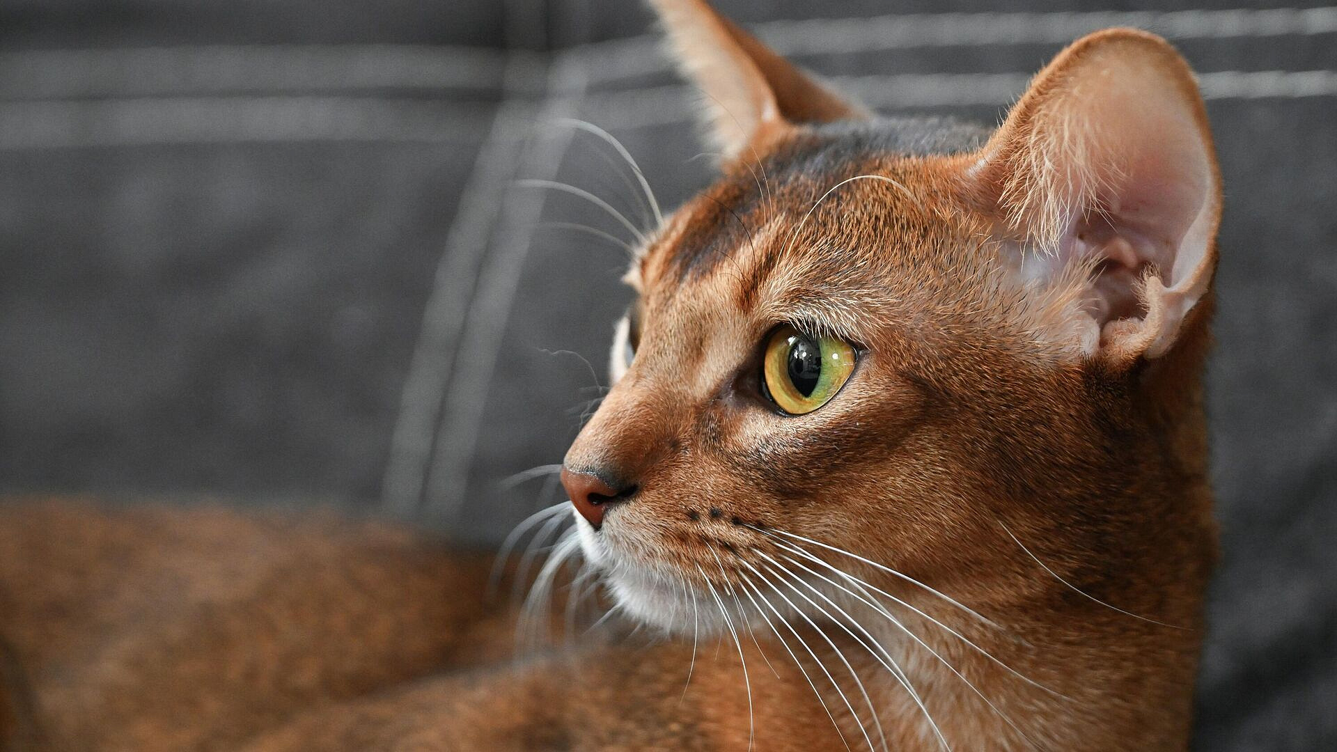 Владелица самого красивого в мире кота надеется, что он даст потомство