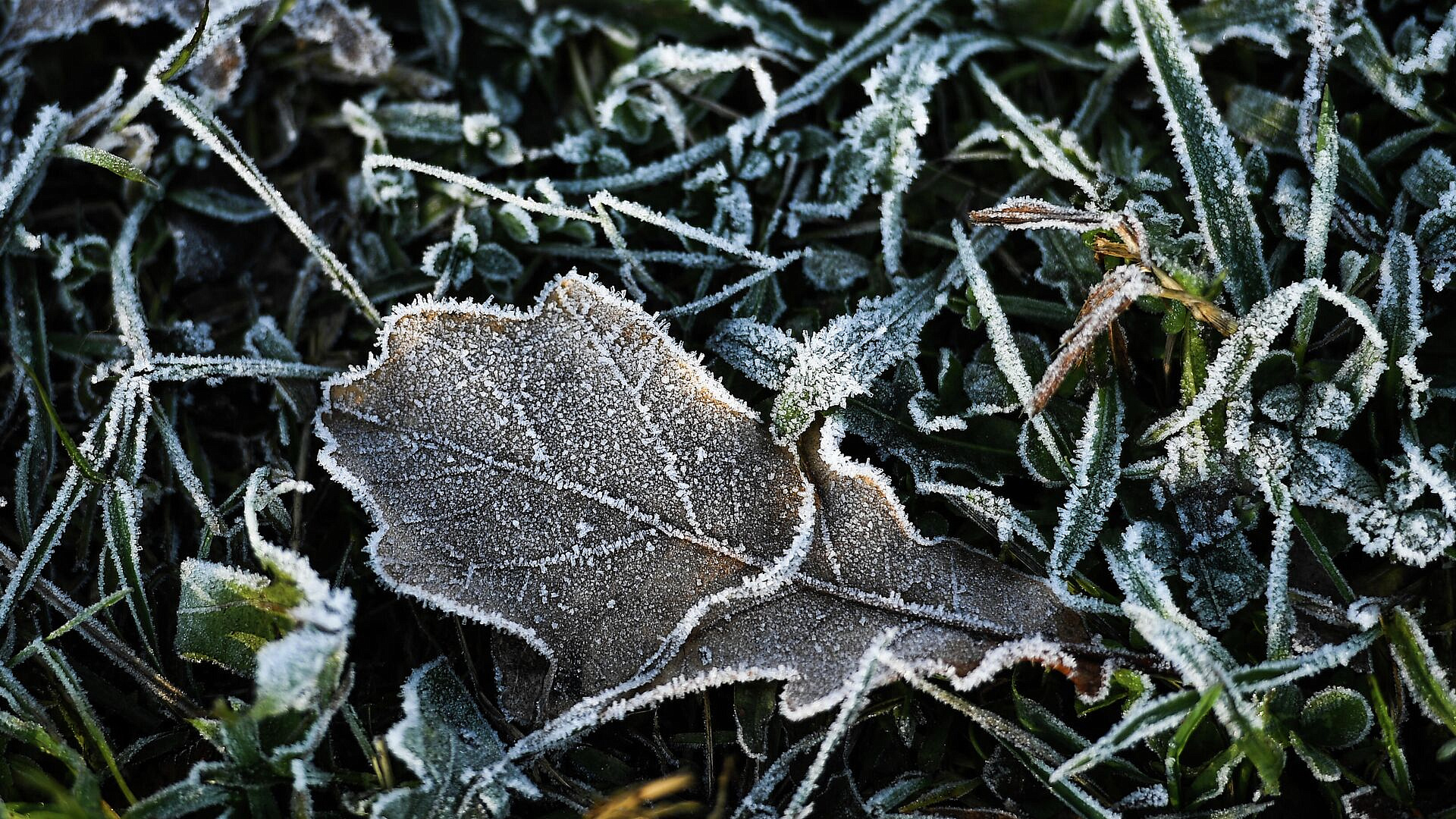В Подмосковье зафиксировали рекордные заморозки