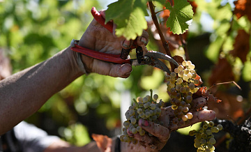 Россия за 2025 год купила у Китая рекордный объем винограда