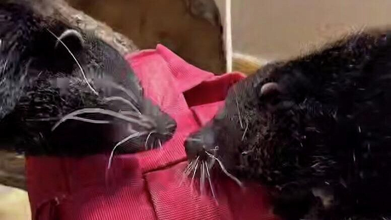 В Ленинградском зоопарке трем парам хищников подарили съедобные валентинки