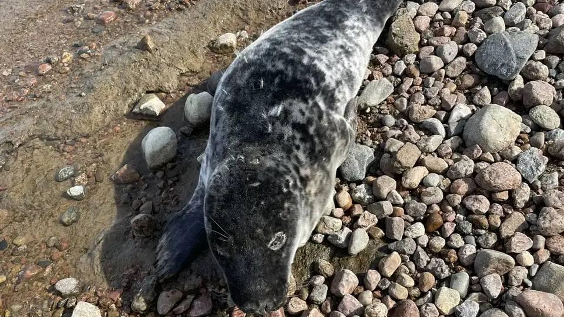 В Ленинградской области спасли еще одного детеныша тюленя